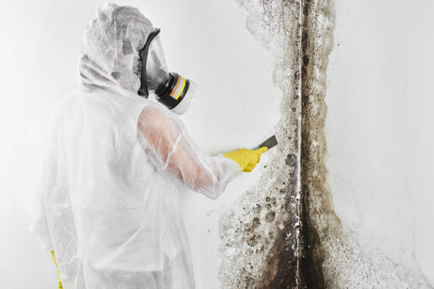 Best Residential Mold Removal  in Orient, NY