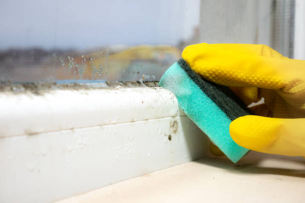 Best Toxic Mold Removal  in Orient, NY