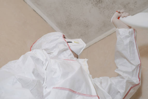 Professional Mold Removal in Orient, NY