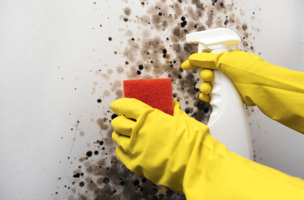 Best Emergency Mold Removal  in Orient, NY