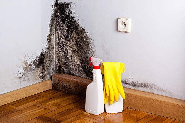 Best Attic Mold Removal  in Orient, NY