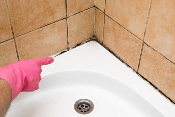 Best Commercial Mold Removal  in Orient, NY