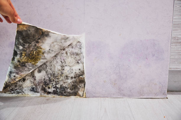 Certified Mold Removal in Orient, NY